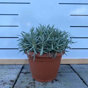Levanduľa úzkolistá (Lavandula) ´HIDCOTE BLUE´, ⌀ rastliny: 30 cm, kont.C10L